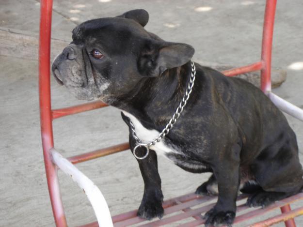 Cachorros Bull Dog Frances
