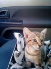 Necesito un hogar para una gatita de 3 meses abandonada - mejor precio | unprecio.es