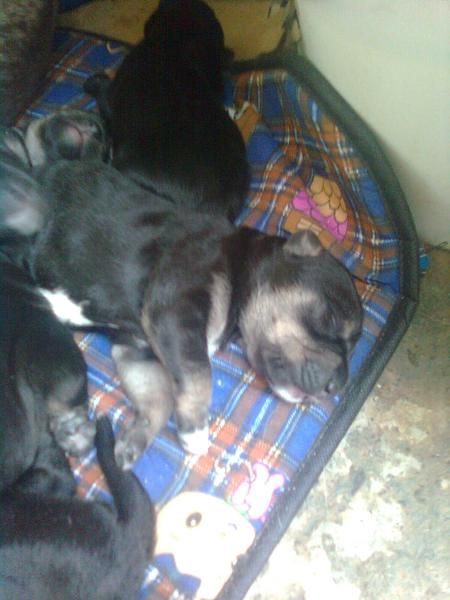 REGALO PERRITOS