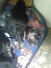 REGALO PERRITOS - mejor precio | unprecio.es