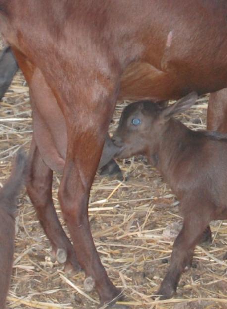 Leche de cabra - ecológica máxima calidad