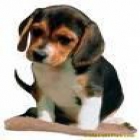 cachorros de beagle monos para casas humanitarias. - mejor precio | unprecio.es