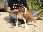 CACHORROS DE BOXER - mejor precio | unprecio.es
