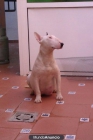 CAMADA DE BULL TERRIER - mejor precio | unprecio.es