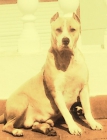 potente camada de pitbull - mejor precio | unprecio.es