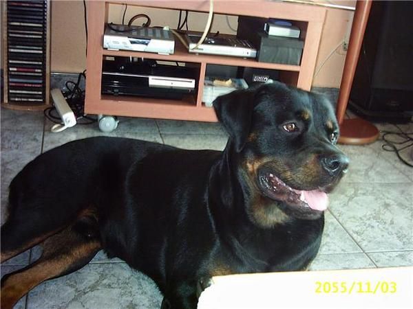rotwailer busca hembra