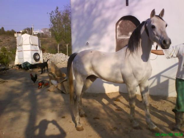 se vende caballo de pura raza árabe