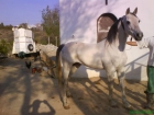 se vende caballo de pura raza árabe - mejor precio | unprecio.es