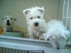WESTY CON PEDIGREE EN MADRID - mejor precio | unprecio.es