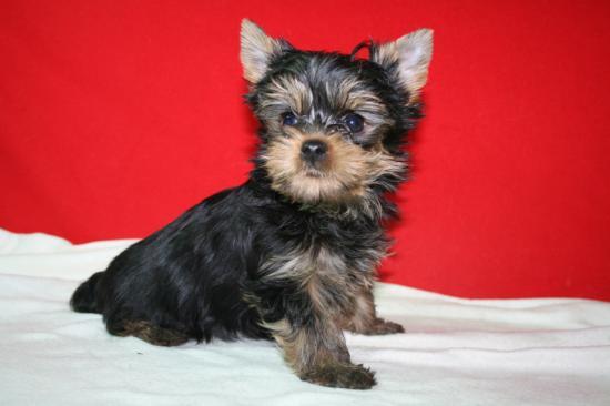 Yorkshire preciosoS  cachorros