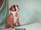 Cachorritos BOXER. 140 euros. Excelentes. - mejor precio | unprecio.es