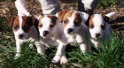 Cachorros Jack Russell 250€ - mejor precio | unprecio.es