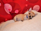 Criadora de Chihuahuas vende maravillosa y muy elegante cachorrita - mejor precio | unprecio.es