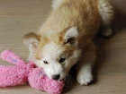 Husky siberiano pedigree cachorro perra. - mejor precio | unprecio.es