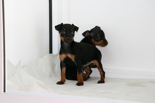 Pinscher macho 250e