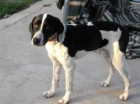 S.O.S SACRIFICAN A BUBU - mejor precio | unprecio.es