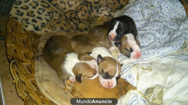 Se venden cachorros American Stanfford