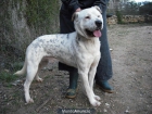 TOR, cruce de shar-pei y dalmata, muy original, busca una casa - mejor precio | unprecio.es