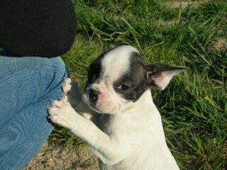 Bulldog francés desea conocerte