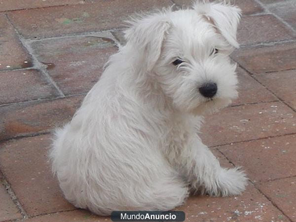 Cachorros de schnauzer miniatura Blancos