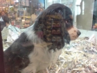 CAVALIER  Originario de Gran Bretaña, respecto a su aspecto general, es un perro activo, gracioso y bien equilibrado, co - mejor precio | unprecio.es