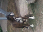excelentes cachorros de boxer - mejor precio | unprecio.es