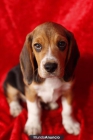 Hermosos Beagles Tricolor. En Barcelona con garantía. - mejor precio | unprecio.es