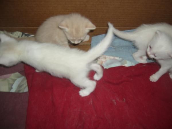 REGALO ESTOS GATITOS