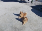 Se vende 3 hembras de pomerania toy con 3 meses pesado 450gramos - mejor precio | unprecio.es