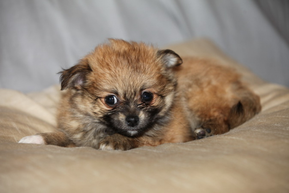 se vende cachorro de pomerania