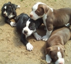 SE VENDE CACHORROS PITBULL PURA RAZA - mejor precio | unprecio.es