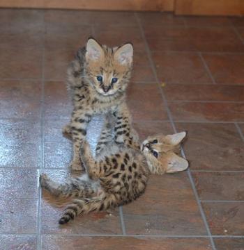 Serval africano, caracales, sabana, ocelote gatitos para la venta.