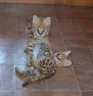 Serval africano, caracales, sabana, ocelote gatitos para la venta. - mejor precio | unprecio.es