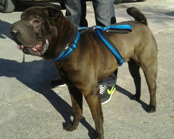 thor, precioso shar pei en adopción