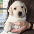 Cachoros de Labrador con espectacular pedigree - mejor precio | unprecio.es