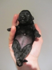 Cachorritos schnauzer - mejor precio | unprecio.es