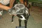 CACHORRO de labrador macho‏ abandonado en la calle - mejor precio | unprecio.es