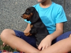 Cachorros teckel estandar pelo corto. - mejor precio | unprecio.es