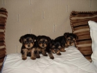 Cachorros Yorkshire - mejor precio | unprecio.es