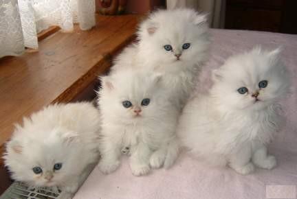 Calidad Pedigree gatitos persas