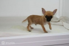 Chihuahuas con pedigree y afijo - mejor precio | unprecio.es