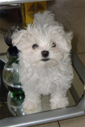 Se venden cachorros Bichon Maltes pura raza