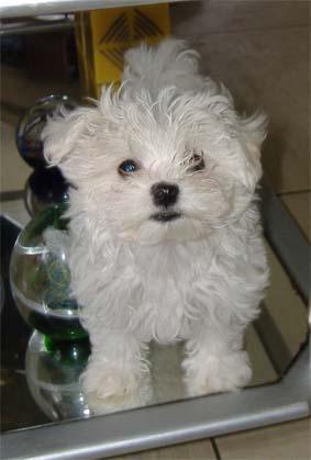 Se venden cachorros Bichon Maltes pura raza