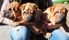 Shar pei cachorros disponibles en venta - mejor precio | unprecio.es