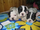 Tu Bulldog frances al mejor precio ¡preciosos! - mejor precio | unprecio.es