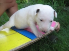 Vendo bendo regalo bullterrier - ZARAGOZA - mejor precio | unprecio.es