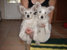 West Highland White Terrier - mejor precio | unprecio.es