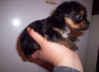Yorkshires con excelente pedigree - mejor precio | unprecio.es
