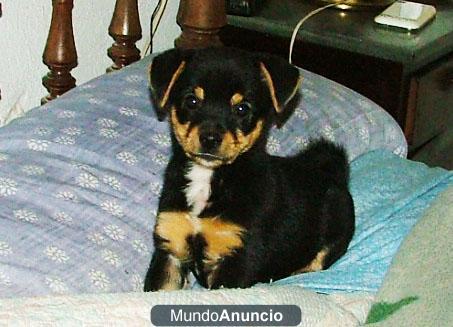 Chihuahua/Bodeguero en adopción