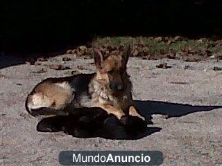 Cachorros PASTOR ALEMÁN